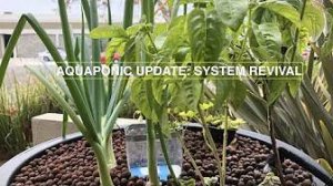 Read more about the article How We Revived our Aquaponic System