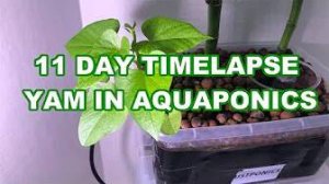 Read more about the article Yam in Aquaponics Timelapse – 11 Days