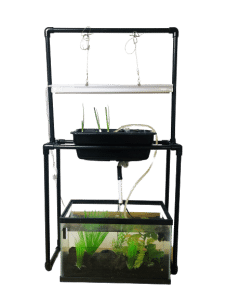 Read more about the article How to Turn Your 10-gallon Aquarium into an Aquaponics System