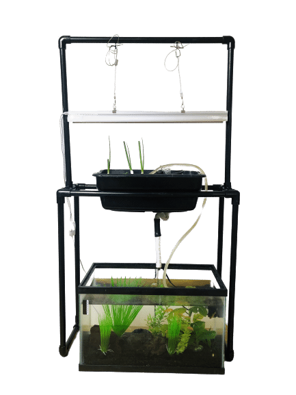 You are currently viewing How to Turn Your 10-gallon Aquarium into an Aquaponics System