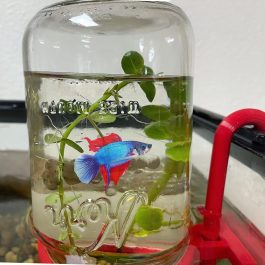 16 Oz Inverted Aquarium Mason Jar Holder, Inverted Betta, Molly, Guppy Tank Holder, Aqua Cove